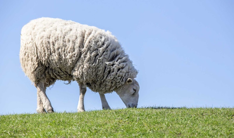 sheep grazing