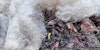 7 Ways to Use “Waste” Wool in Your Garden Image