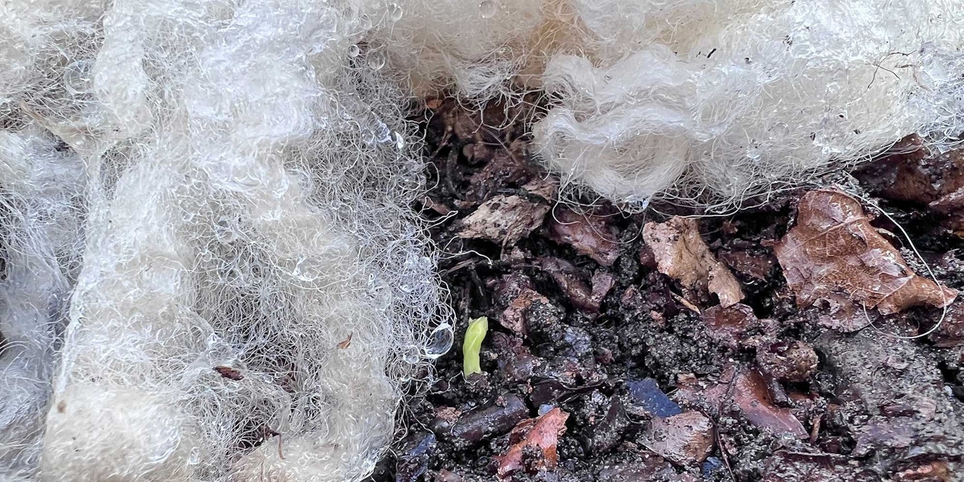 wool in garden with sprout