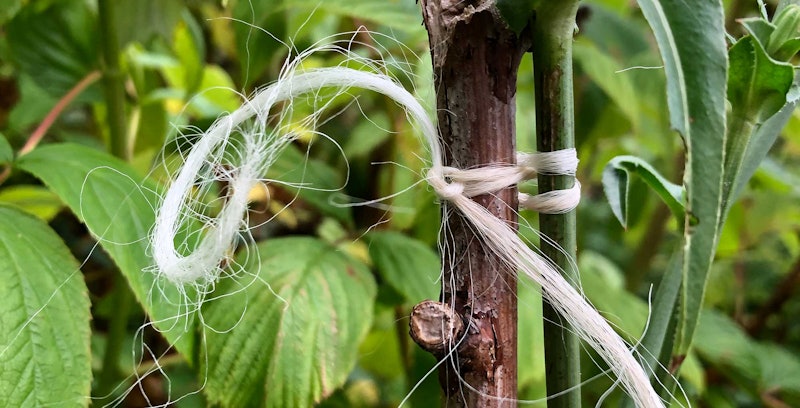 twine from fleece on garden plant