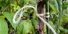 Wooly Twine in the Garden: You Can Spin it!  Image