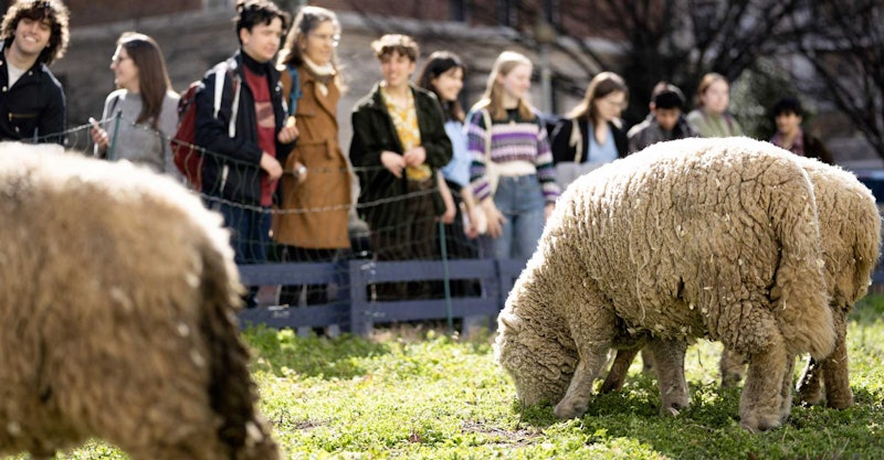 sheep eating a lawn