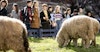Lamb Mowers: Babydoll Southdowns in the City Image