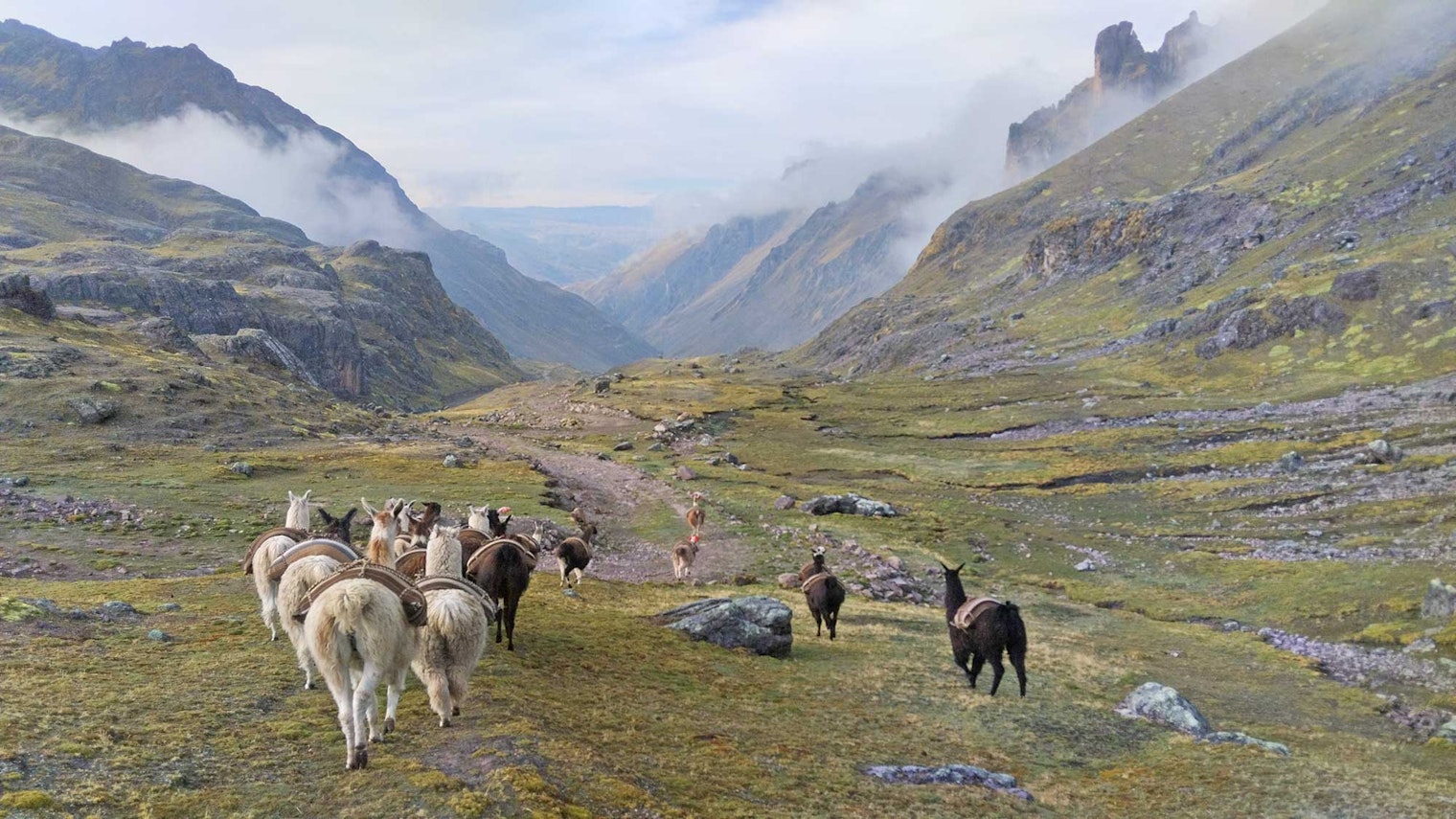 alpacas on a mountainside
