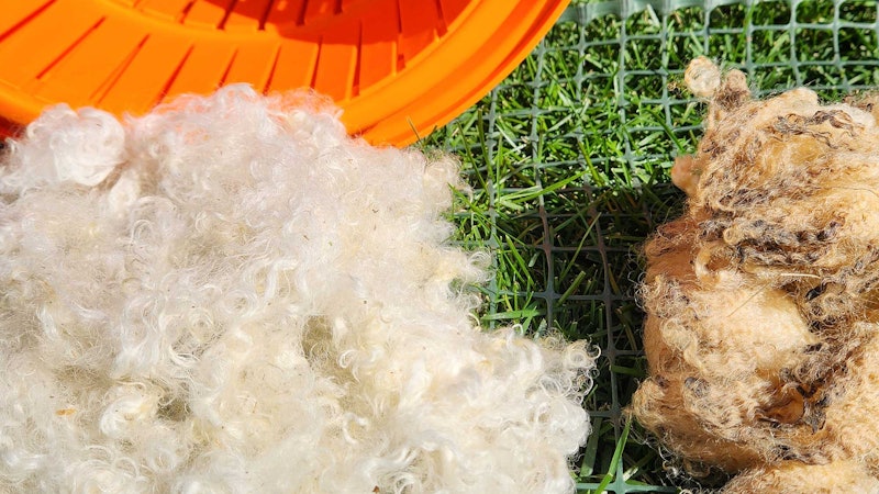 Washed and unwashed wool rest on top of snow fencing. In the background is an orange salad spinner.