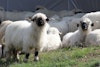 2024 Natural Fiber Showcase Image