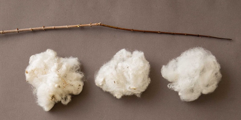 Polypay wool after scouring and after willowing.