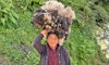 Spinning in the Himalayas, Part 1: Shepherd, Sheep, and Wool Prep Image