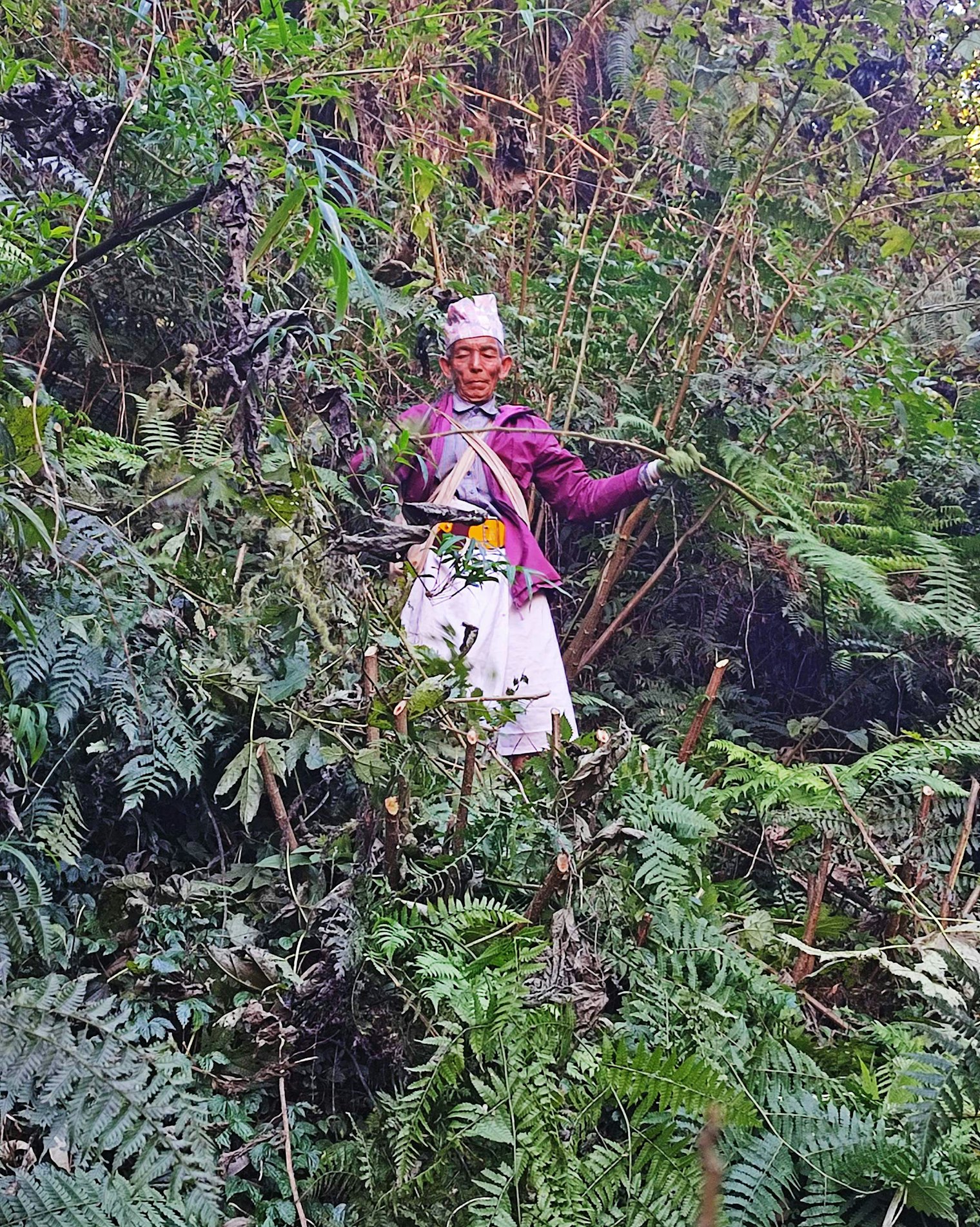 Cutting the allo in the forest. Photo by Umesh Das