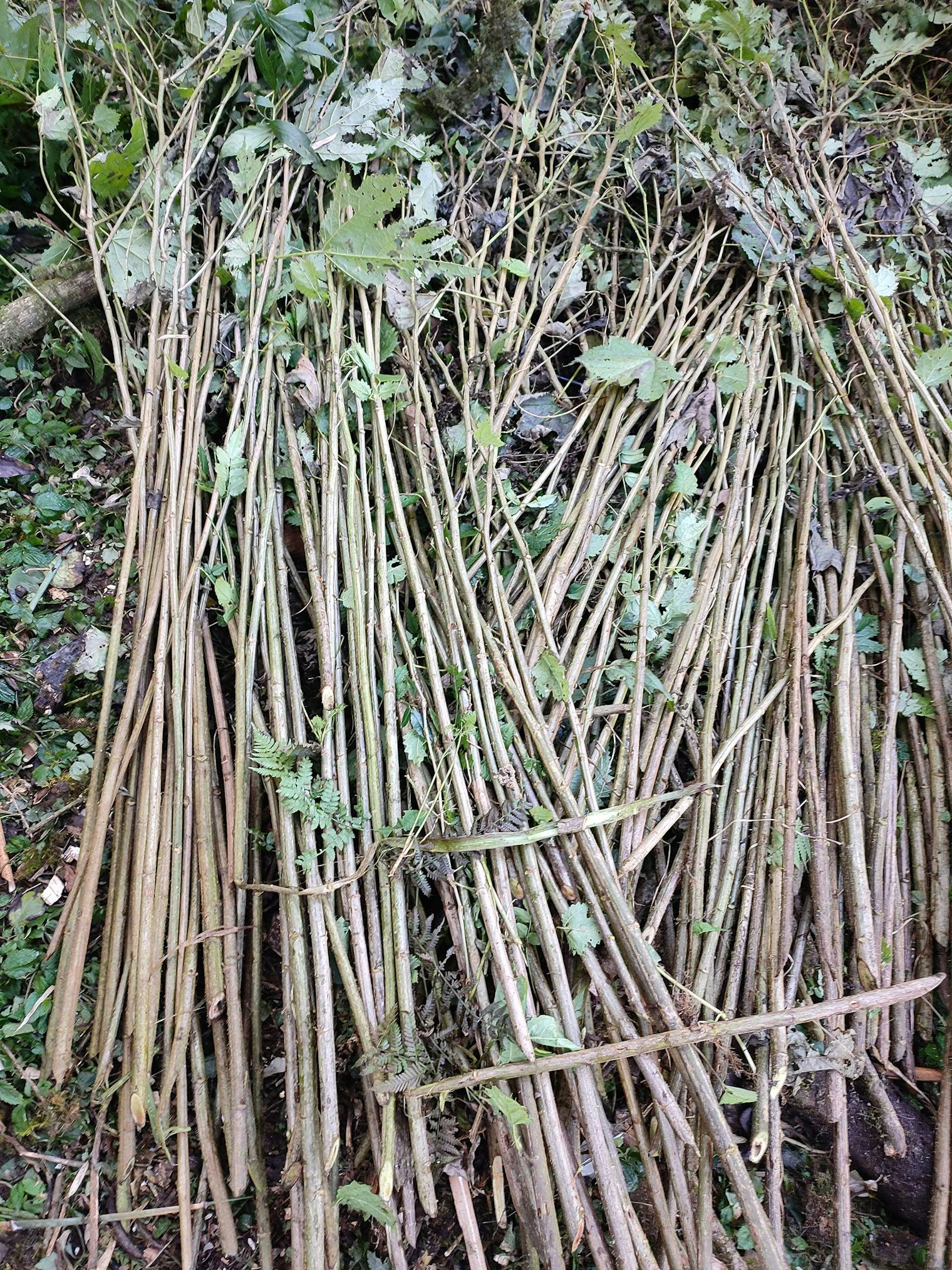 Allo stalks ready to be stripped of fiber. Photo by Umesh Das