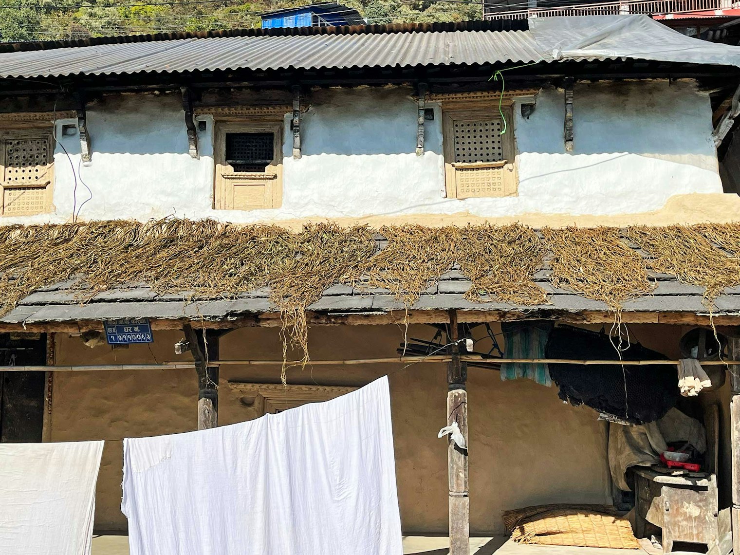 Allo drying after harvest. Photo by Karen Brock