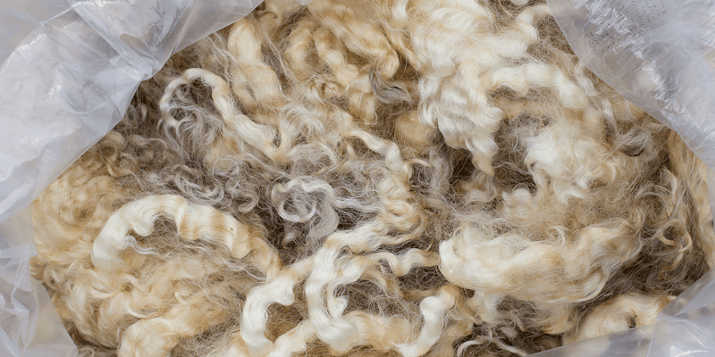A bag of raw wool with curly locks.