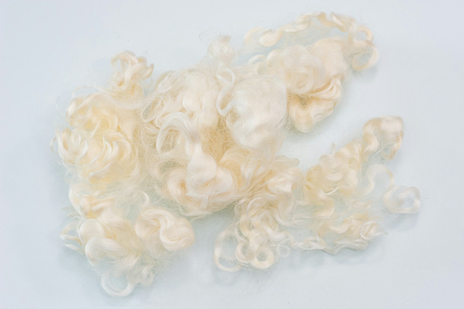 The Wensleydale fleece, shown above, after scouring.