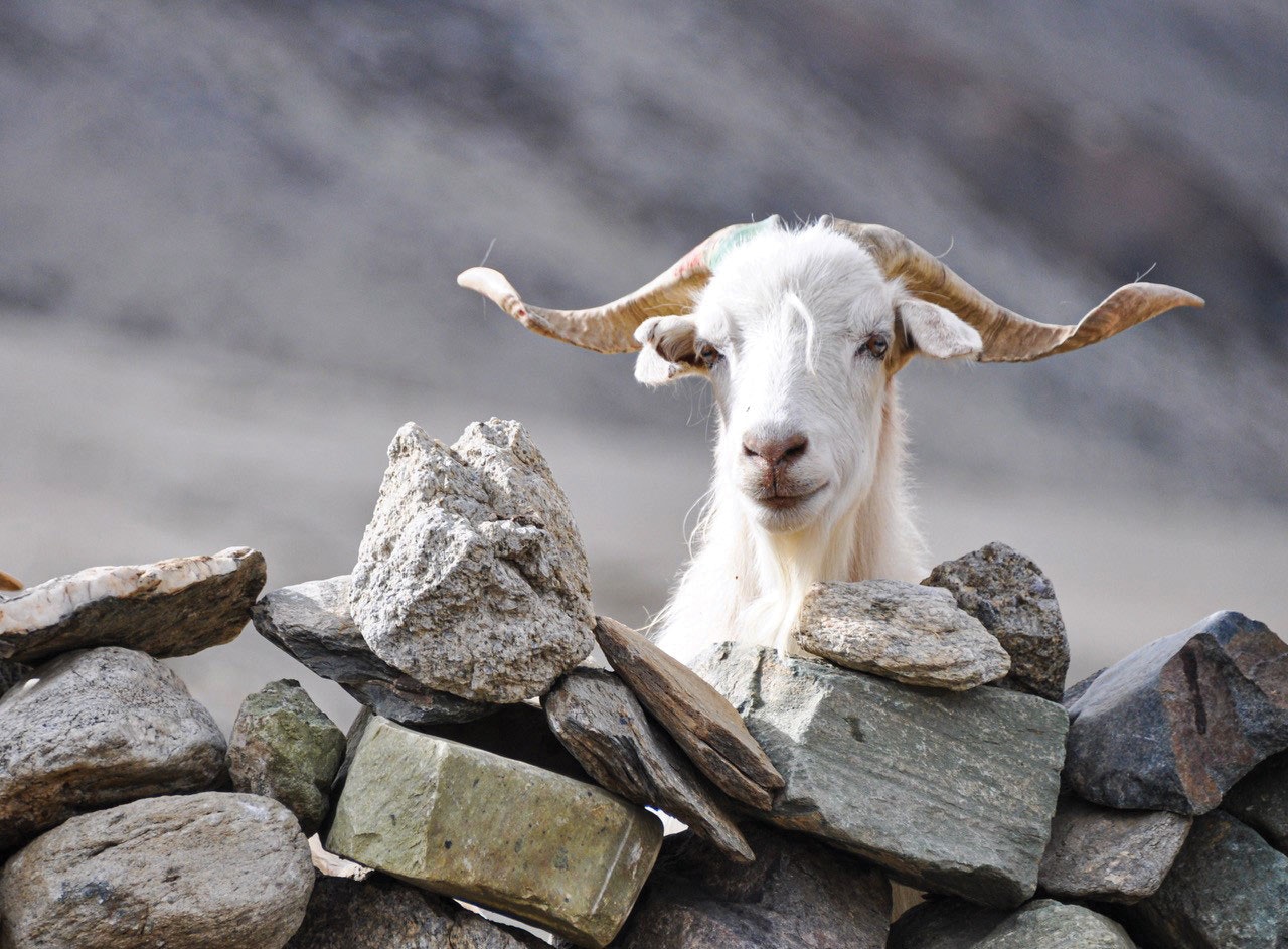 Glaciers provide water for shepherds and herds, such as this cashmere goat, who depend on it for survival.