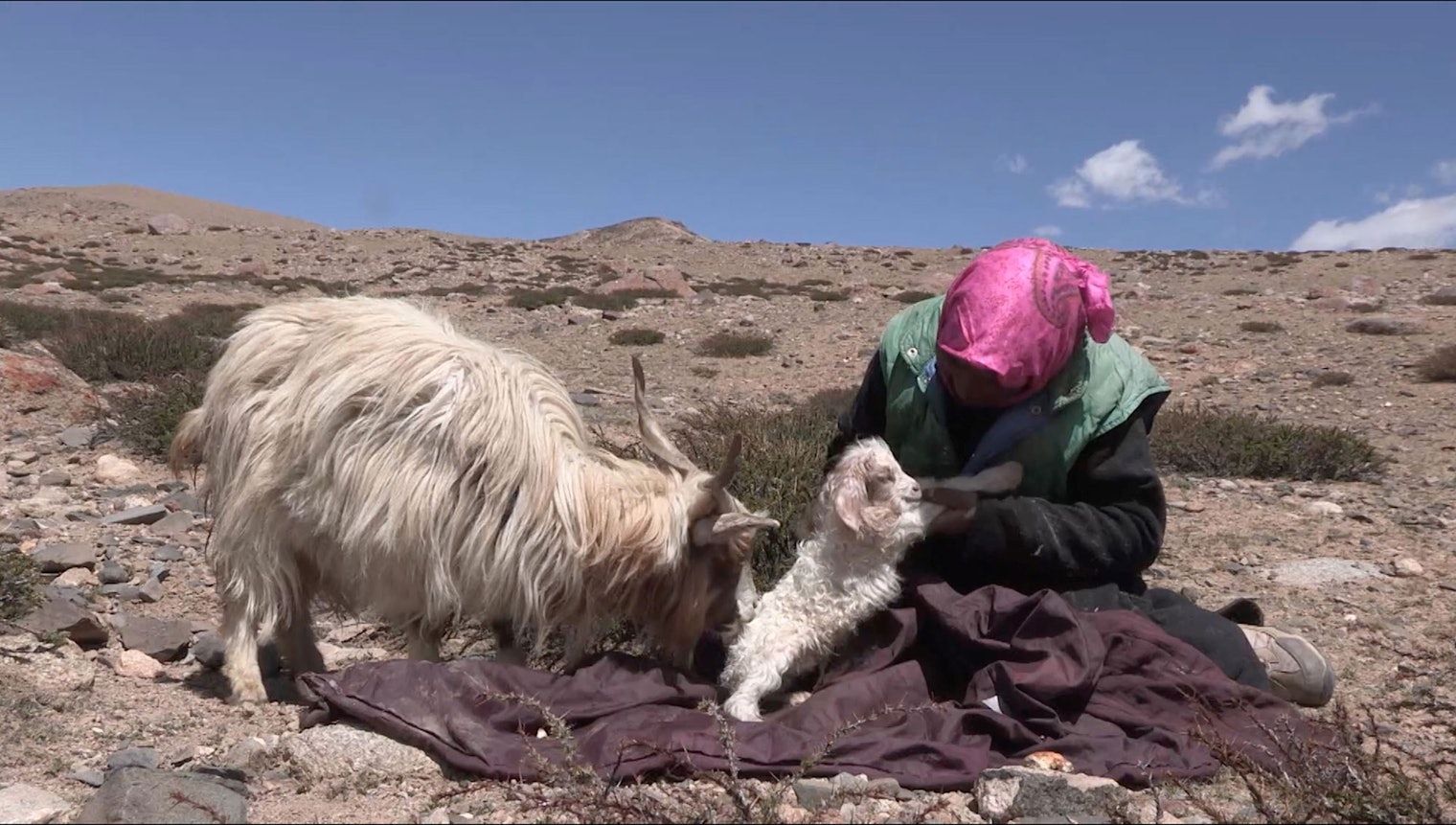 Many herders have reported suffering up to a 50% loss of kids due to water shortage and inaccessibility.