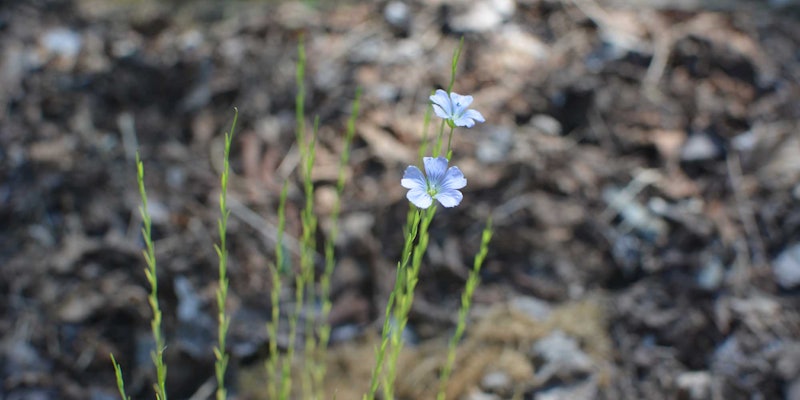 Green stalks of flax with blue flowers against a background of out-of-focus soil.