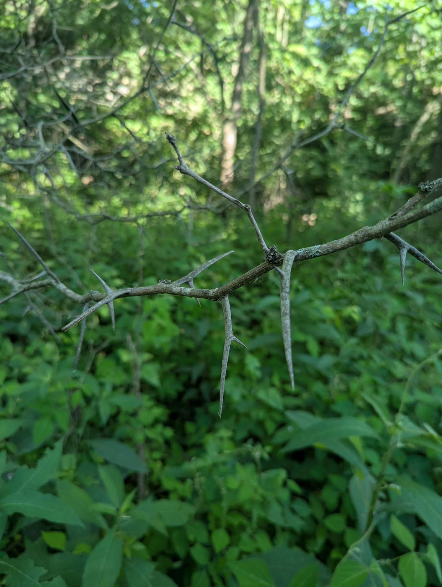 The lower branches of the honey locust are covered in thorns.