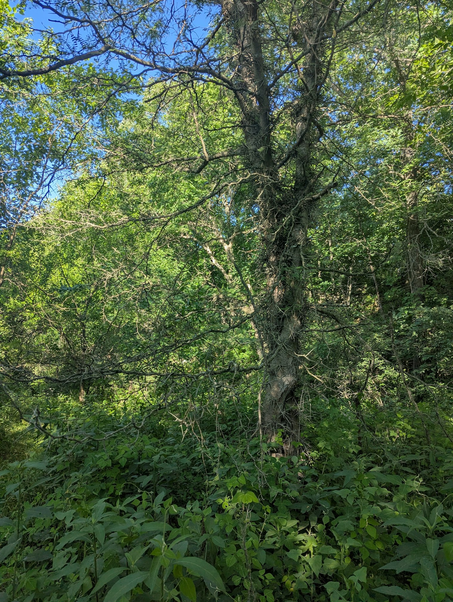 Left to grow for 30 years, honey locust trees can take over pasture.