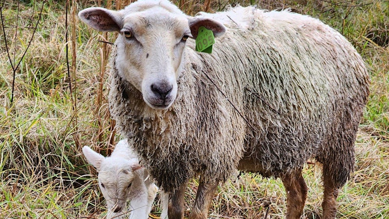 A sheep in a field. A lamb hides behind her.