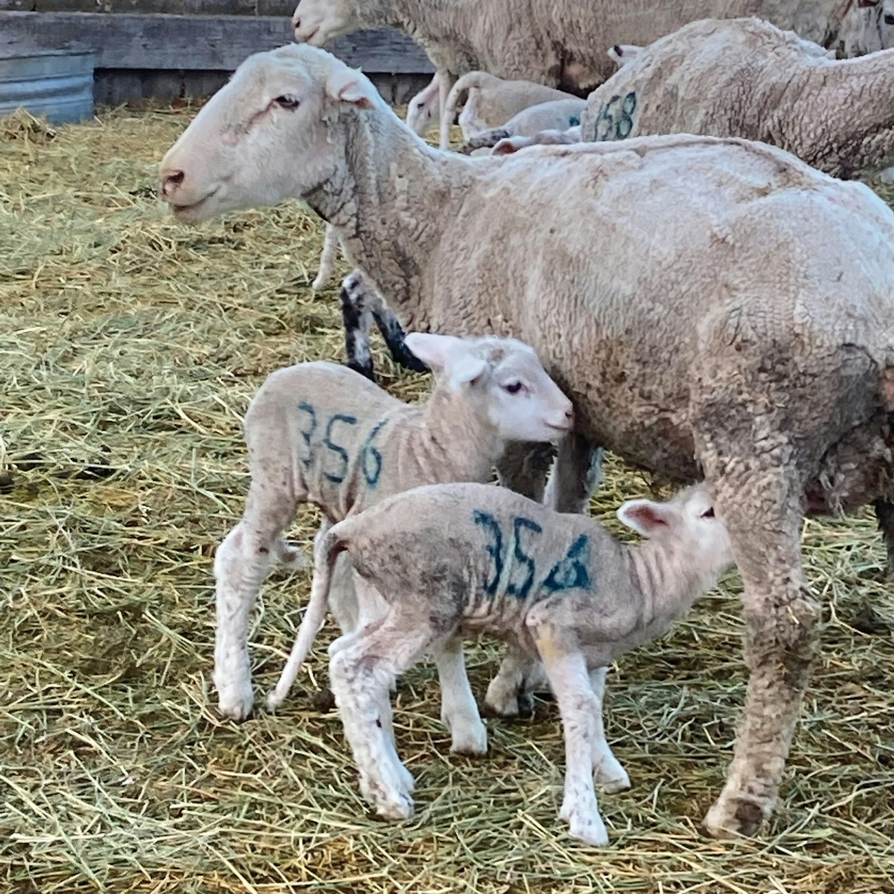 Driving a Century of Sheep Ranching Tradition in Utah | Spin Off