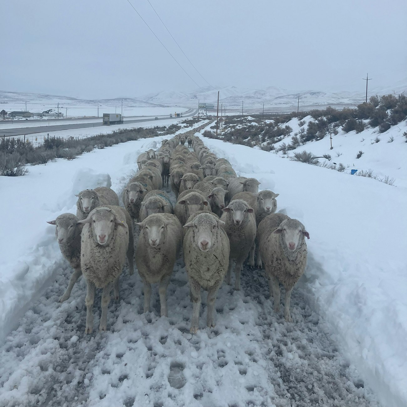 Driving a Century of Sheep Ranching Tradition in Utah | Spin Off
