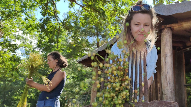 Two women processing flax outdoors. The woman in the background inspects a bundle of flax. The woman in the foreground is rippling flax to remove the seeds.