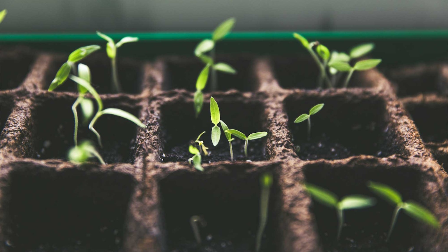 Seedlings in pots and growing medium