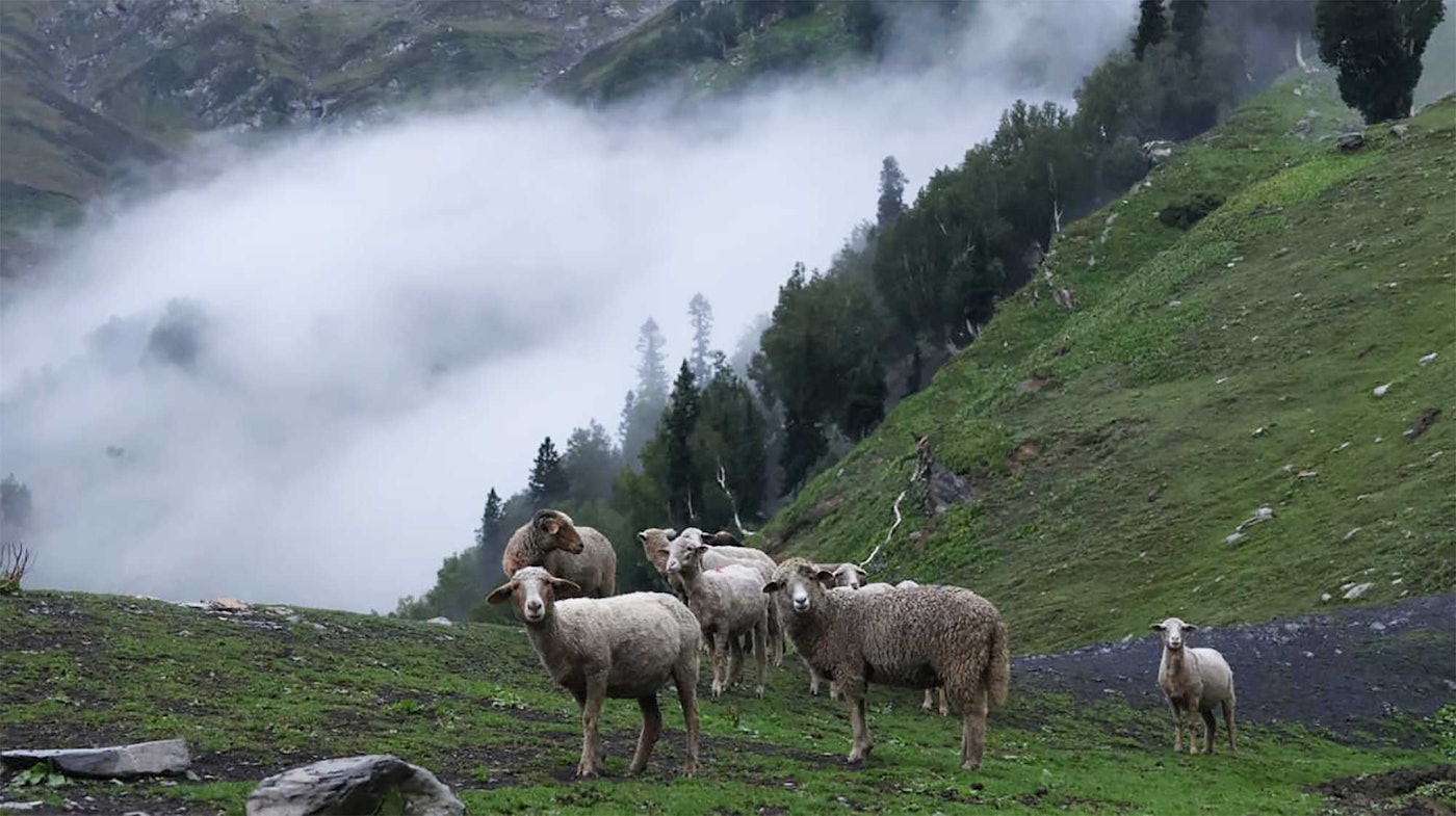 Bakarwal sheep grazing on a mountainside with fog in the background.