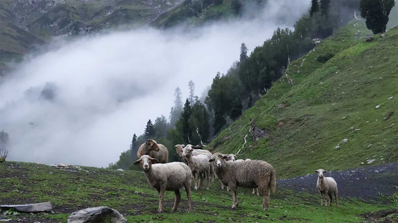 Bakarwal sheep grazing on a mountainside with fog in the background.