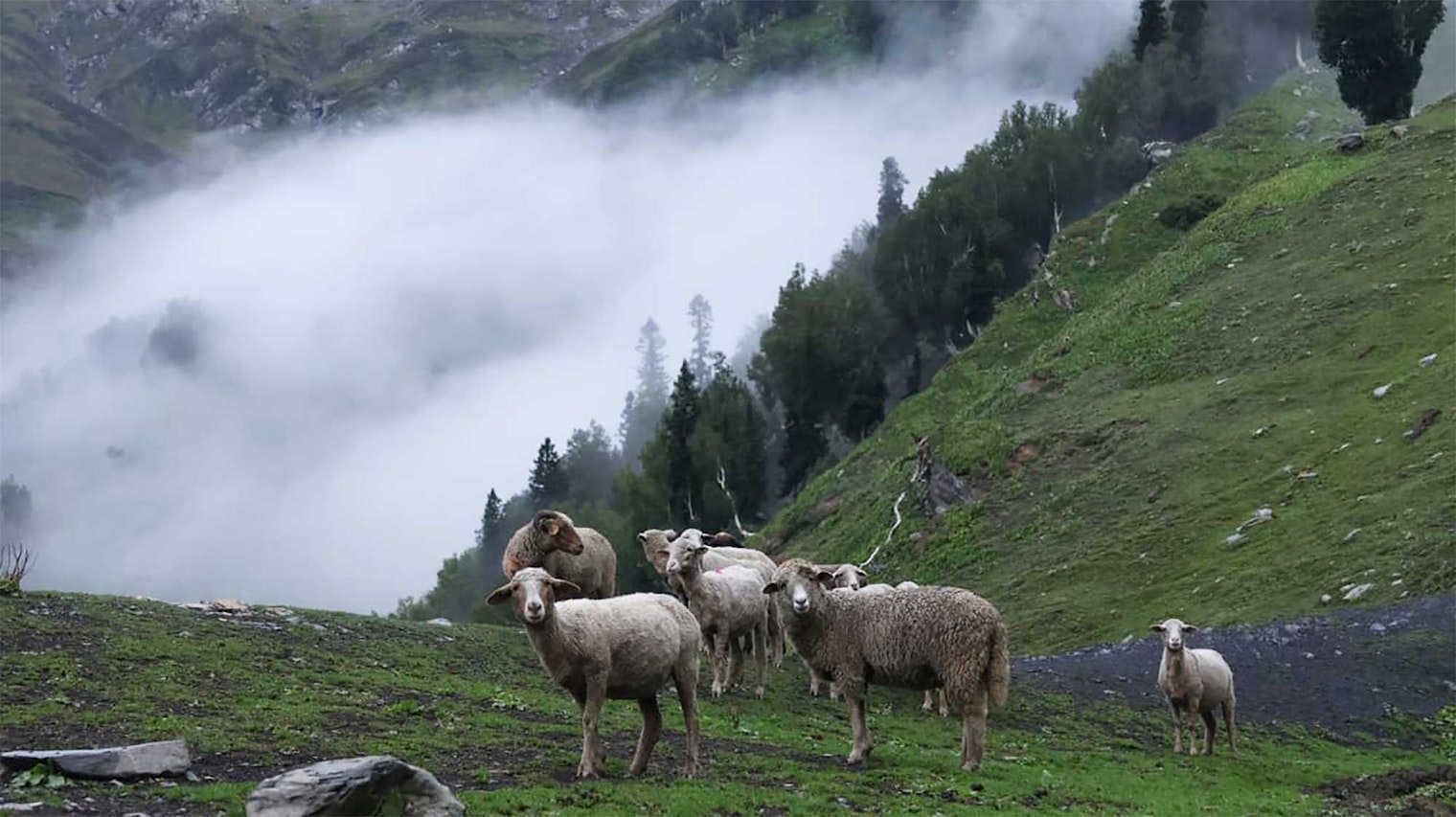 Bakarwal sheep grazing on a mountainside with fog in the background.