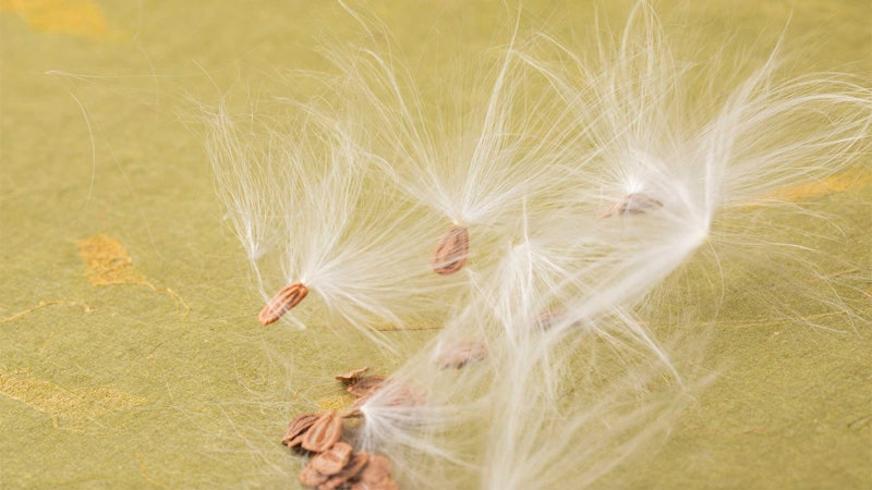 Showy milkweed seeds on a green paper background