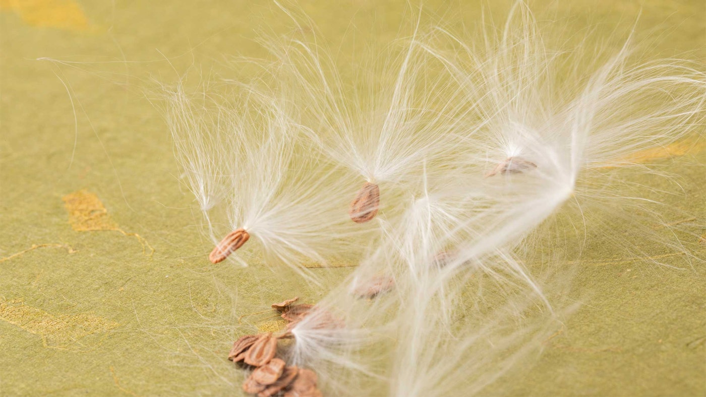 Showy milkweed seeds on a green paper background
