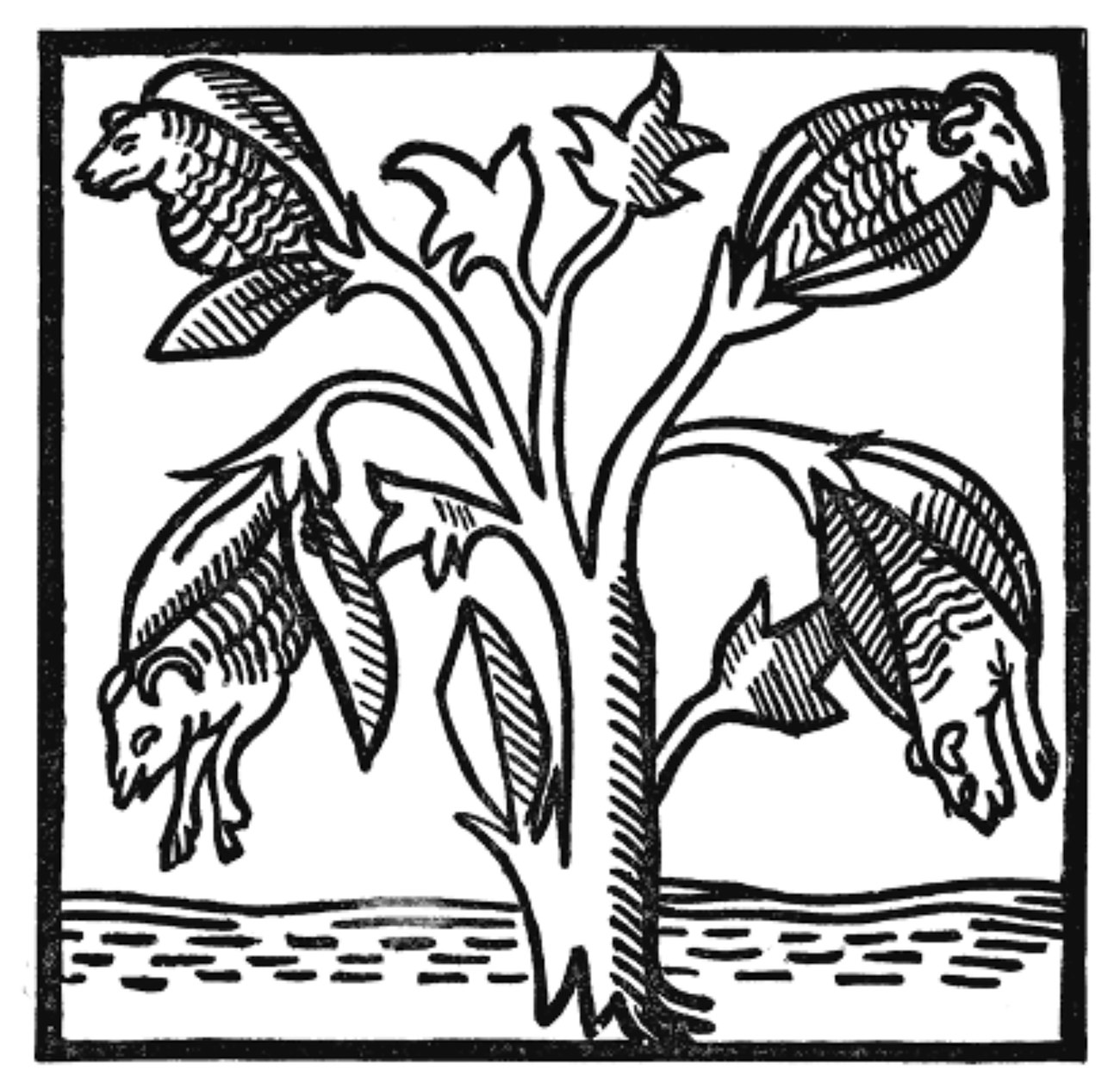 Vegetable-Lamb-of-Tartary-res