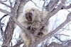 Why Don’t Porcupines Live on Cape Breton Island? Image