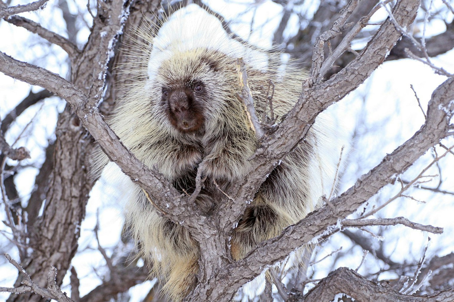 Porcupine in Tree