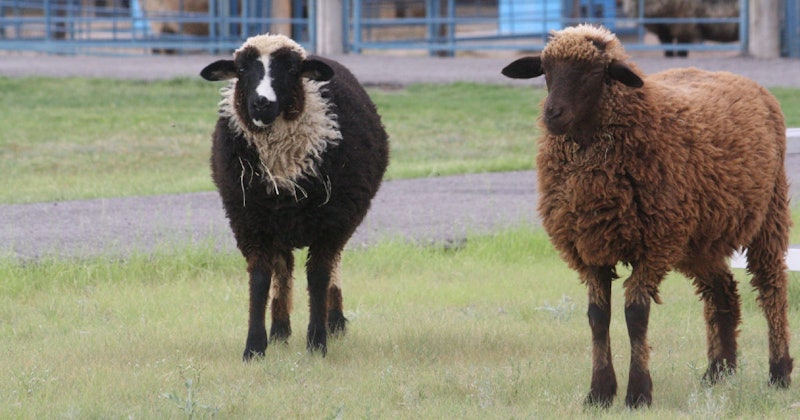Sheep_Header