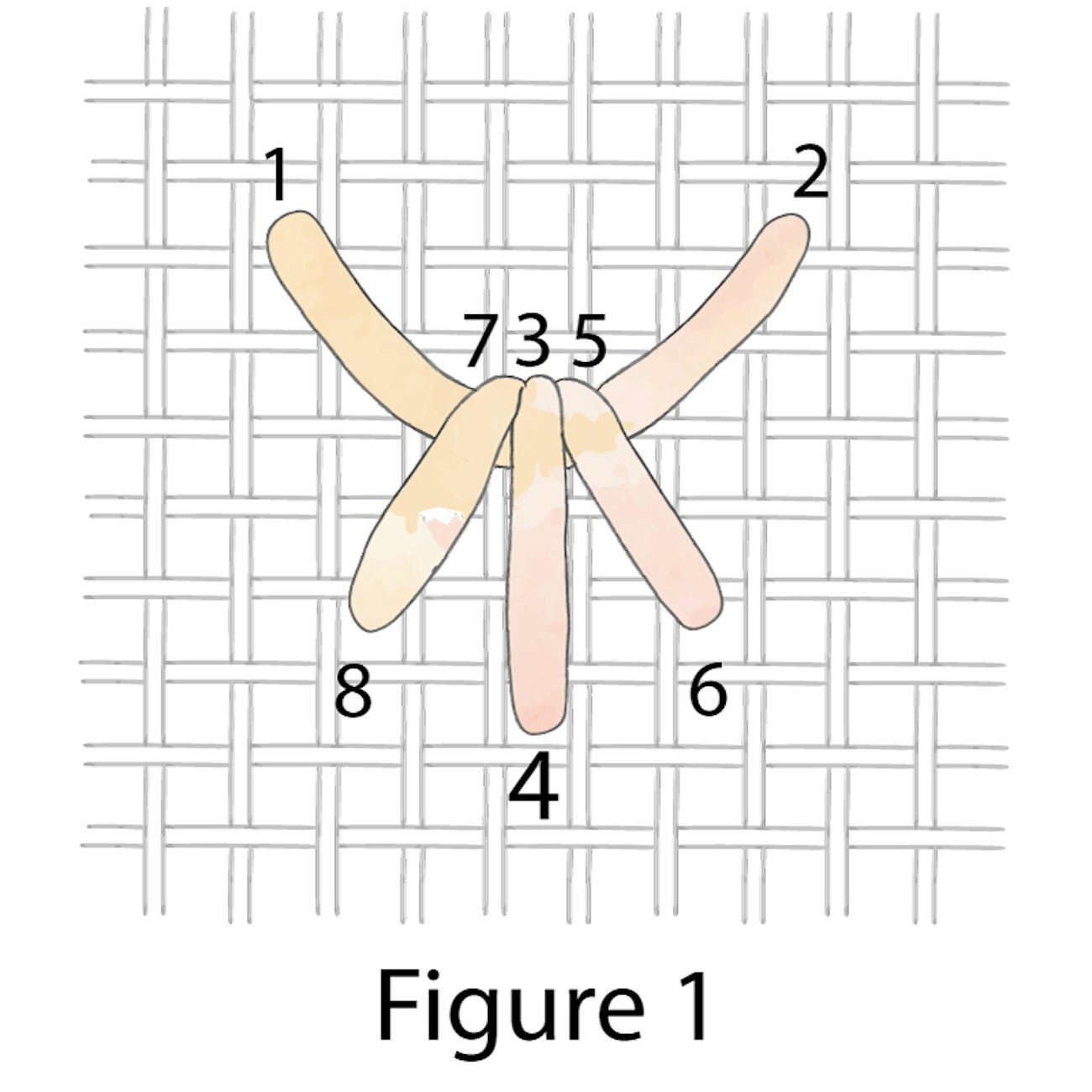 01-Crown-Stitch-figure-1