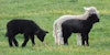How a Handful of People Have Preserved Some Rare, Valuable Sheep and Their Wools Image