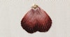 Long-and-Short Silk Shading Image