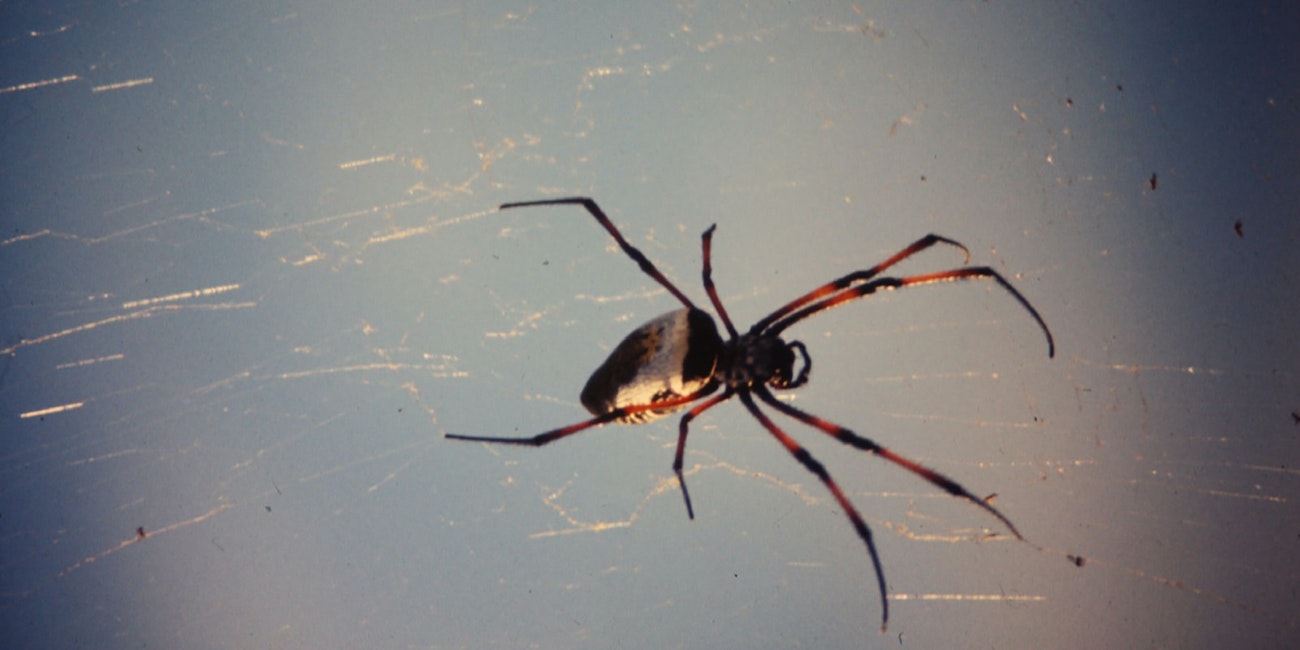 Golden Orb Spider Header