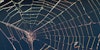 A Brief History of Harvesting Spider Silk Image