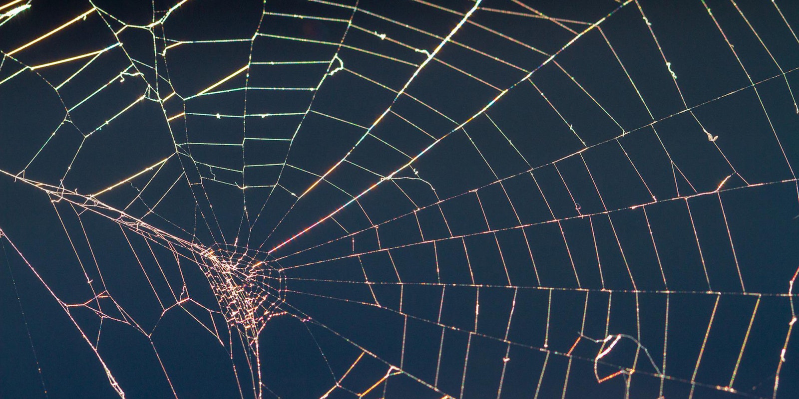 Photo of a spider web