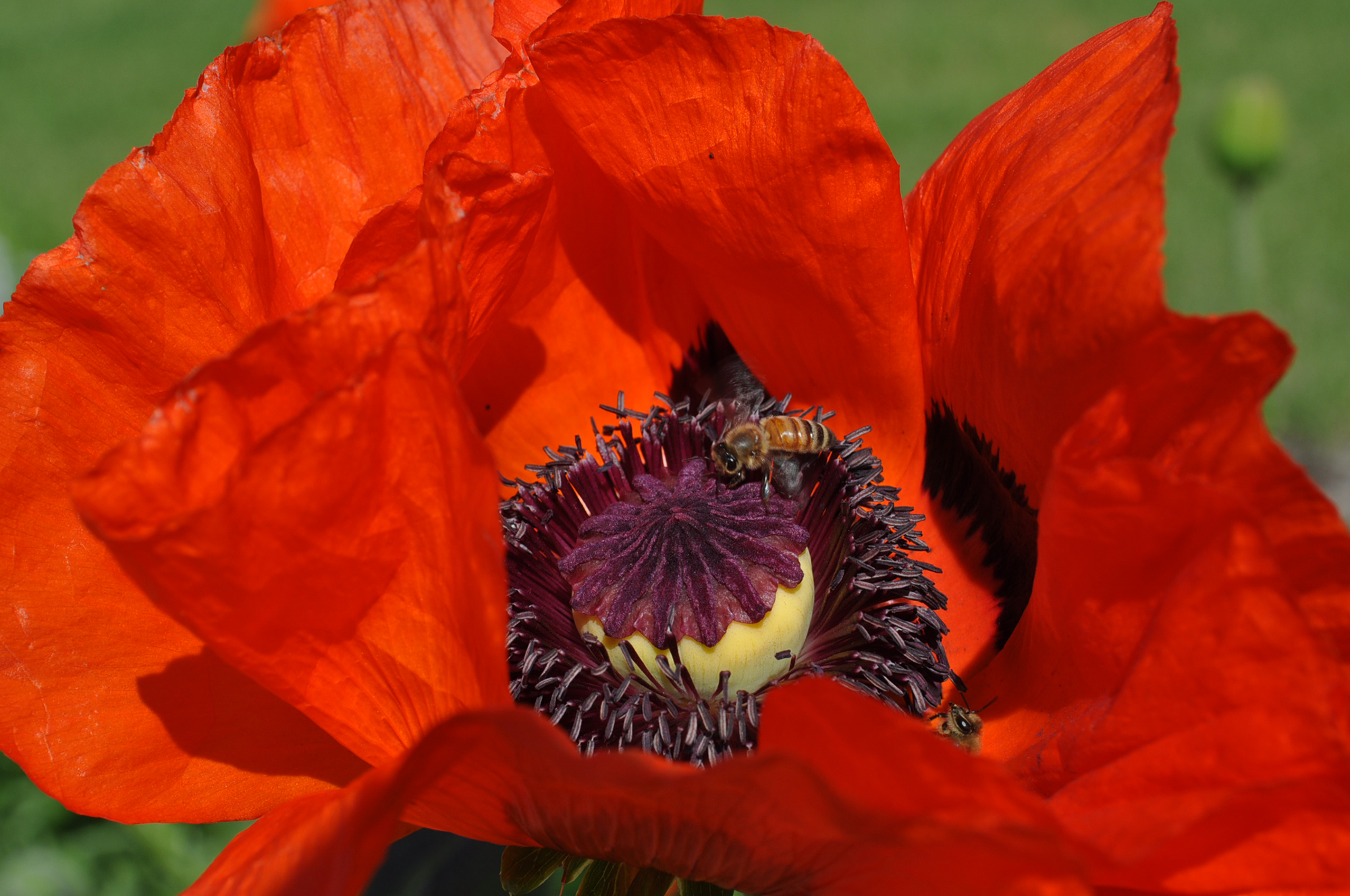 A Poppy of Remembrance | PieceWork