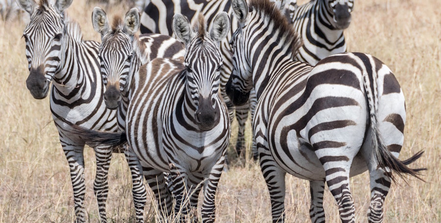 A Dazzle of Zebras Image