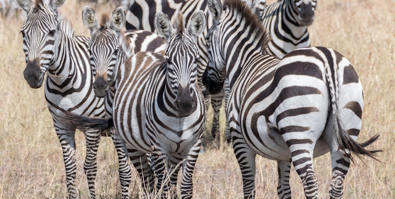 sutirta-budiman-zebras unsplash