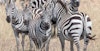 A Dazzle of Zebras Image