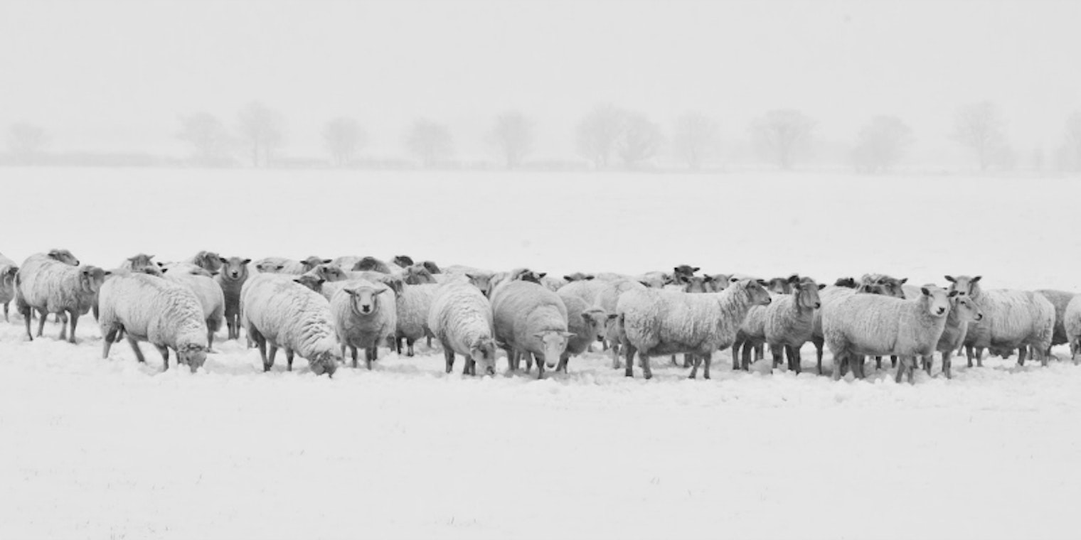 winter sheep