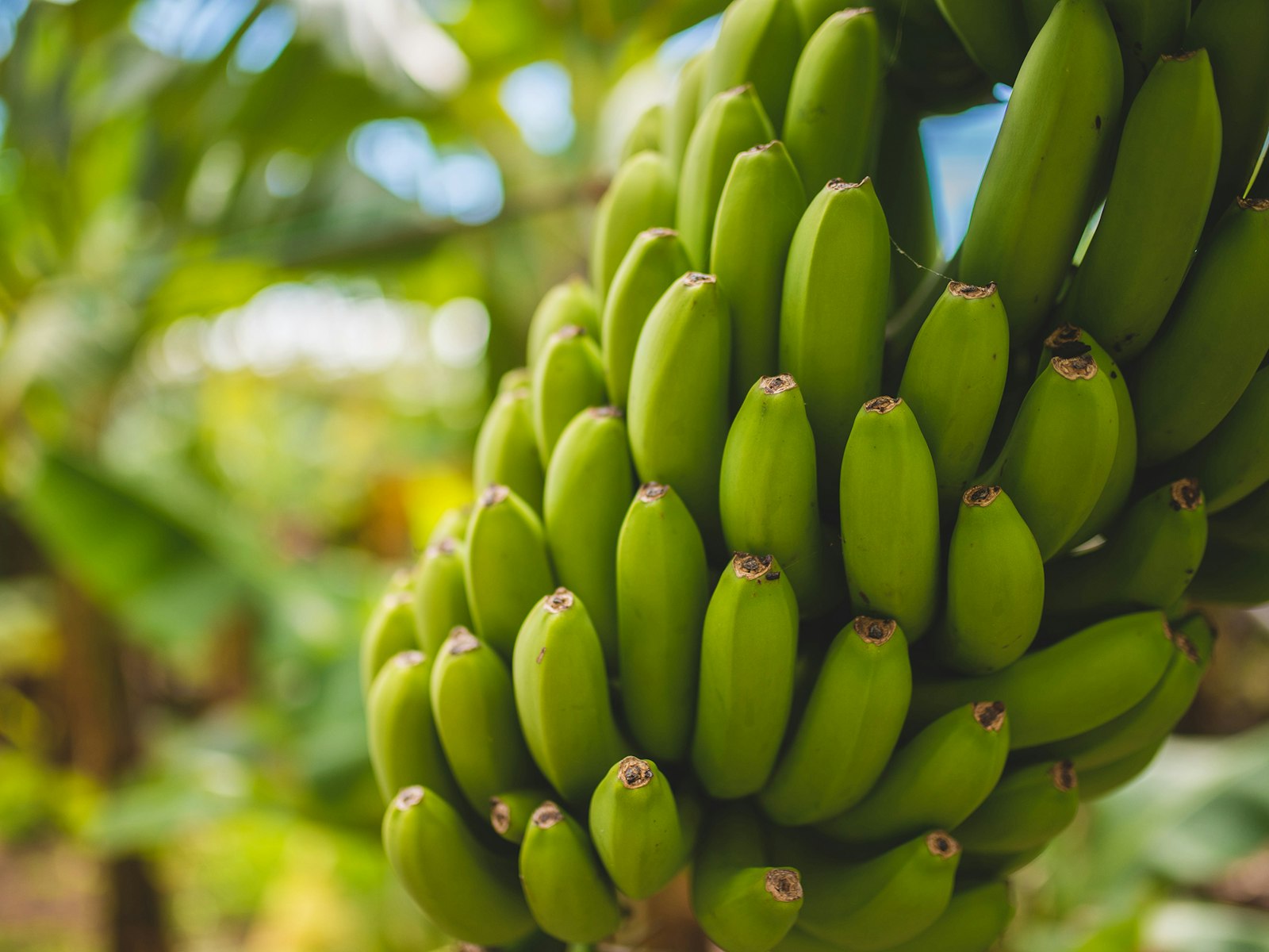 Going Bananas for Banana Fiber Handwoven