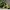 A Zucchini Spindle Primary Image