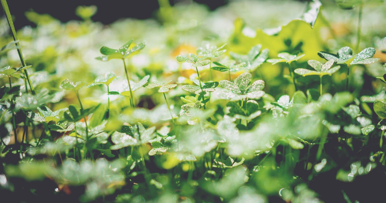 An Emerald Green to Dye For Primary Image